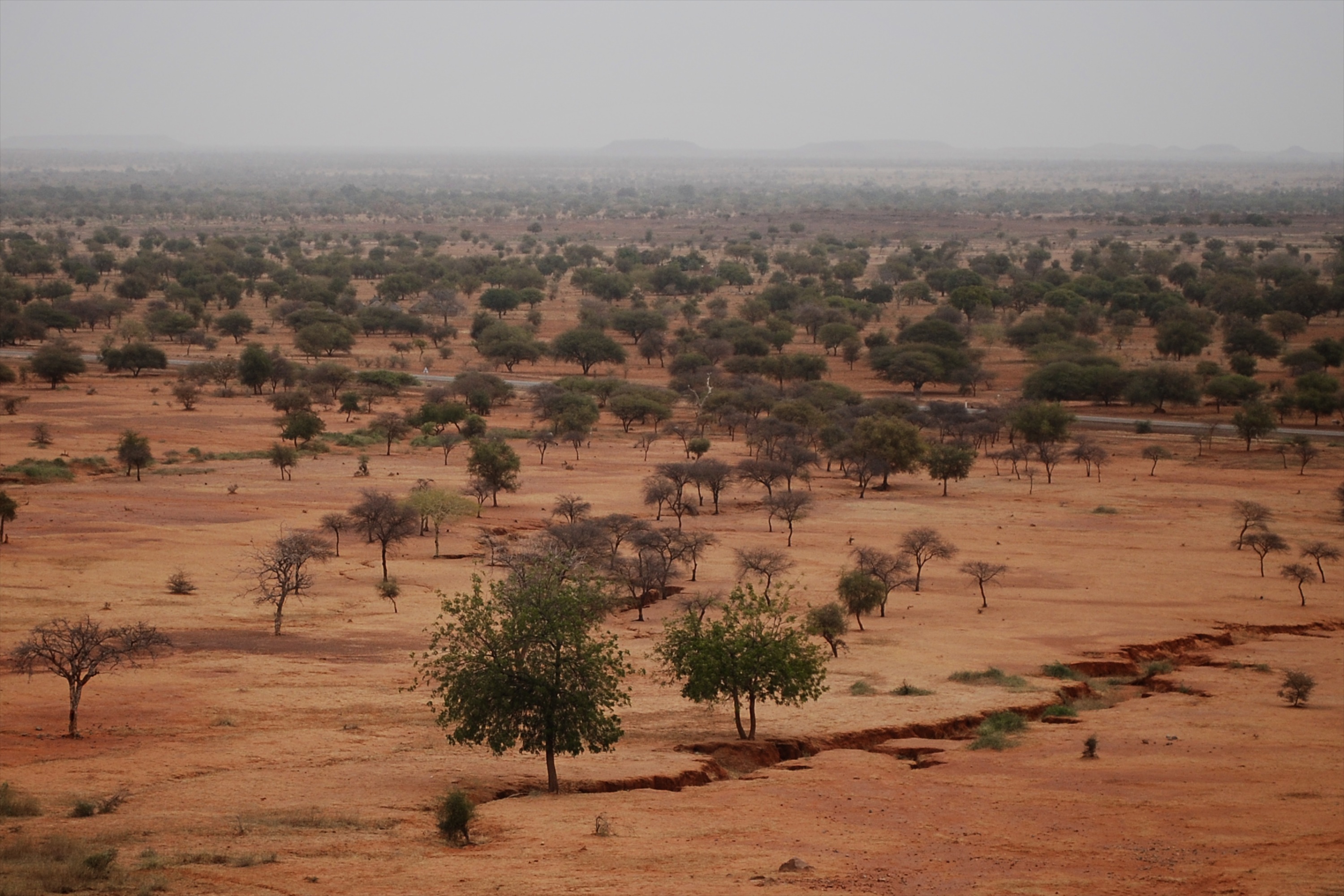 Sahel, Africa. 2009.